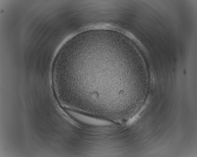 X0000070861232200606231245