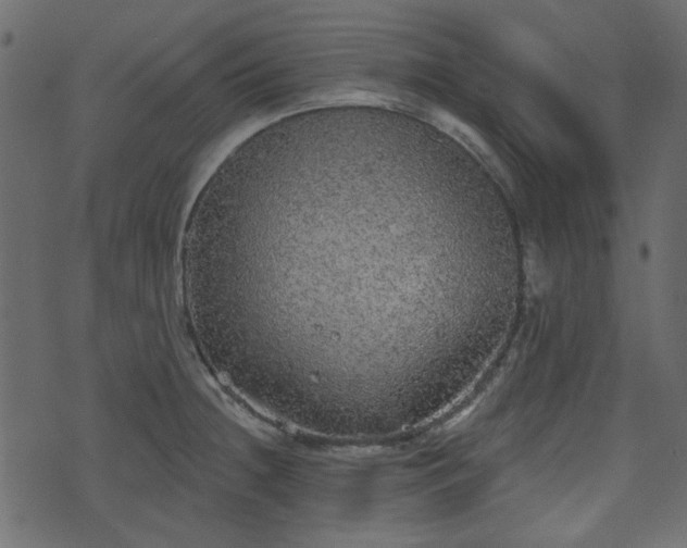 X0000070861236200606231245