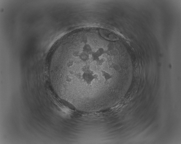 X0000070861255200606231244