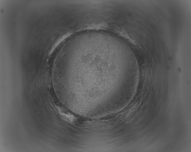 X0000070861256200606231244