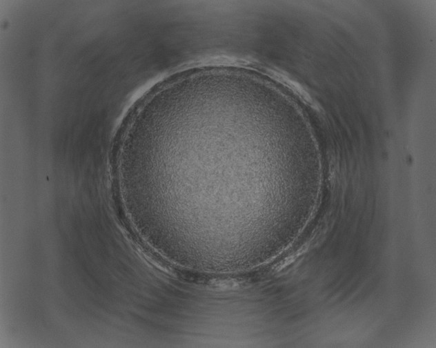 X0000070861264200606231244