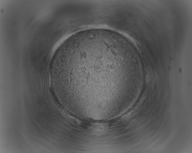 X0000070861271200606231244