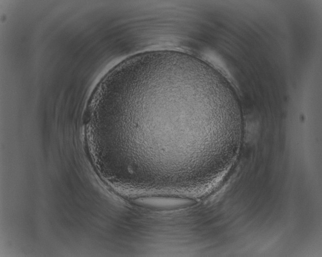 X0000070861284200606231244