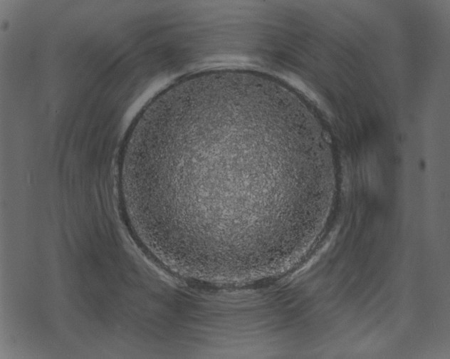 X0000070861325200606231243