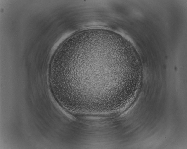 X0000070861333200606231243