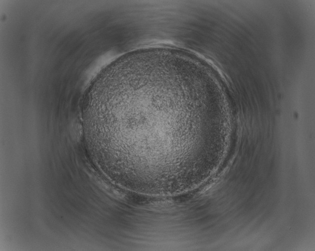 X0000070861363200606231242