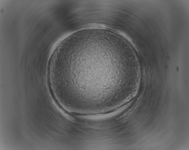 X0000070861379200606231242