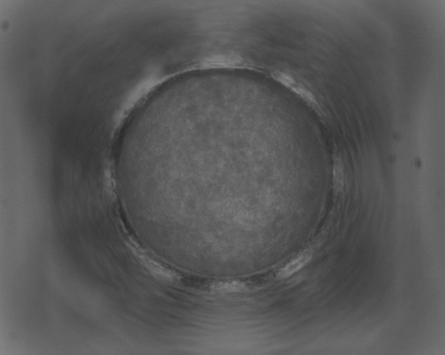 X0000070861454200606231241