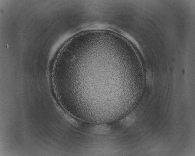 X0000070861464200606231241