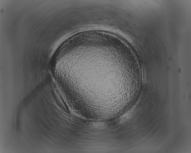 X0000070861501200606231240