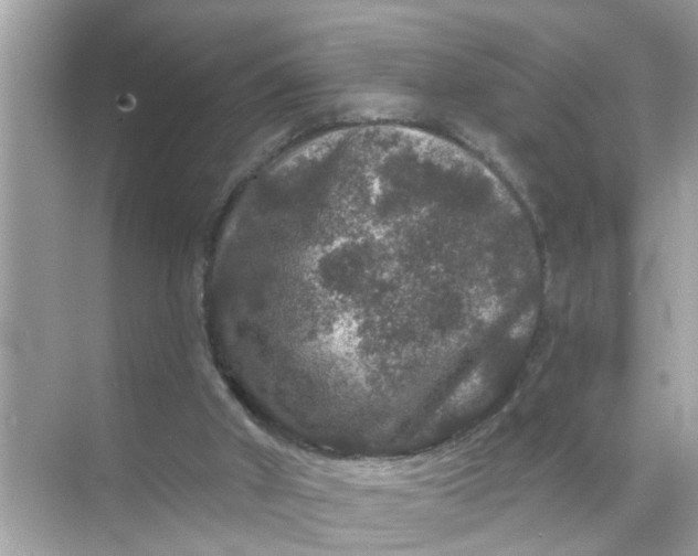 X0000070860010200606302058