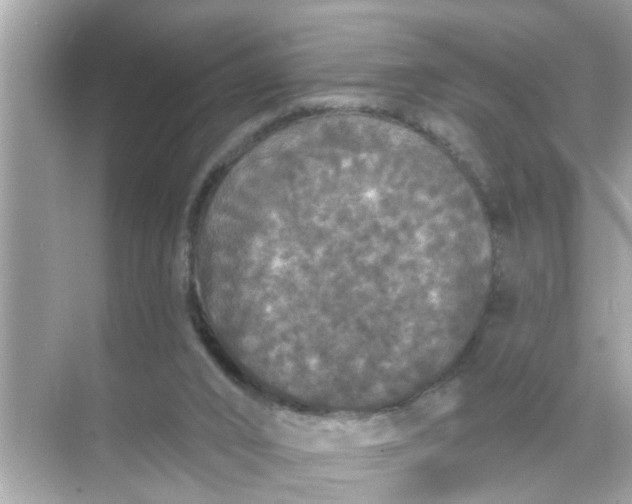 X0000070860016200606302057