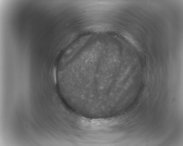 X0000070860022200606302057