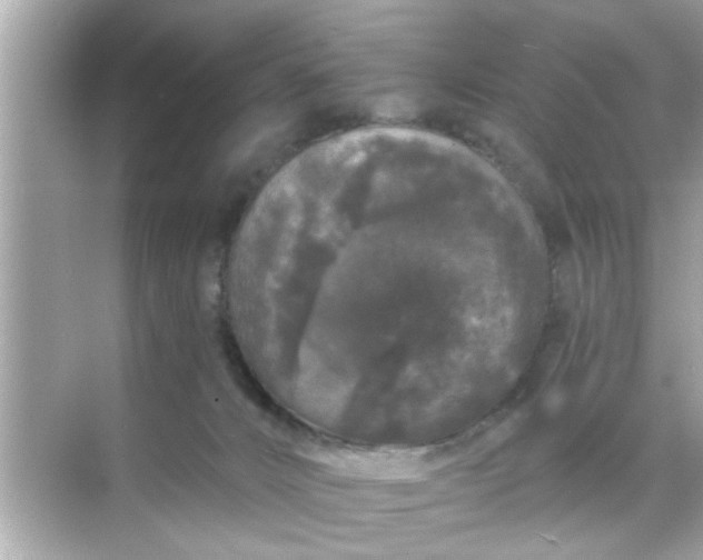 X0000070860032200606302057