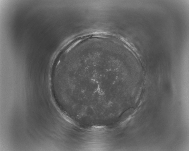 X0000070860055200606302056