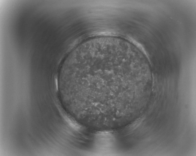 X0000070860061200606302056