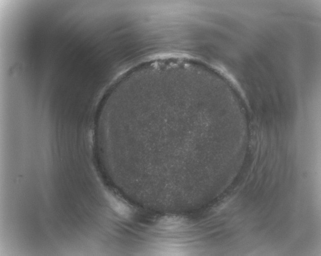 X0000070860063200606302056