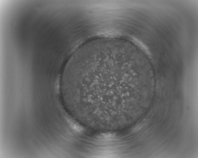 X0000070860065200606302056