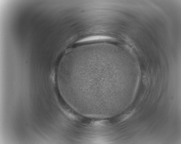 X0000070860072200606302056