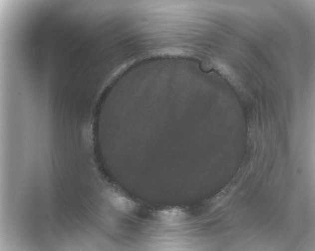 X0000070860112200606302056