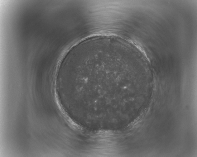 X0000070860145200606302054