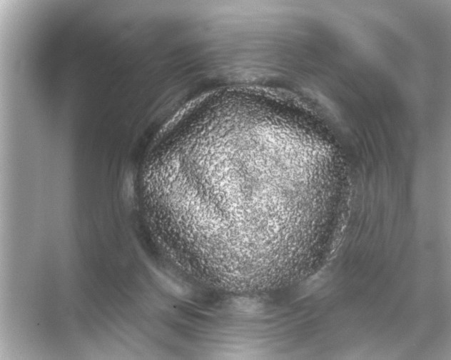 X0000070860166200606302055