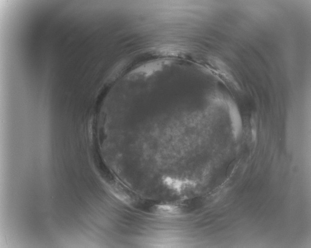 X0000070860167200606302055