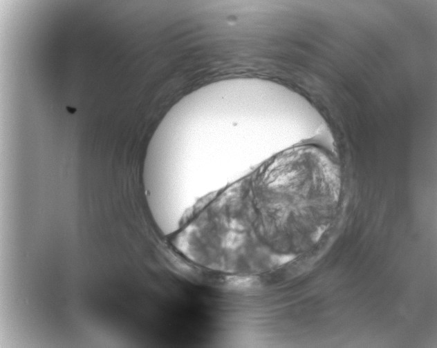 X0000070860185200606302055