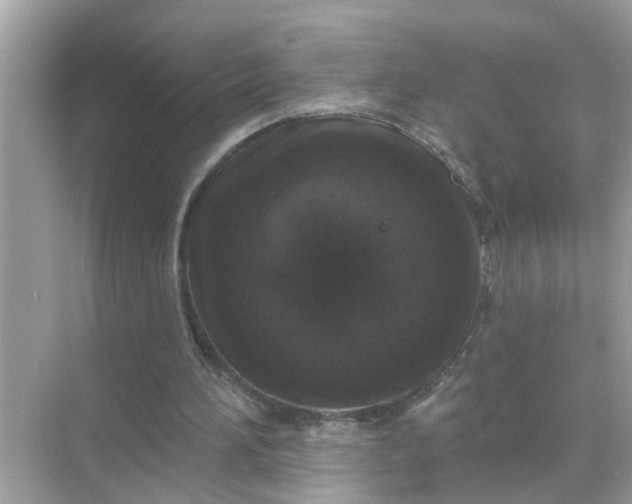 X0000070860196200606302054