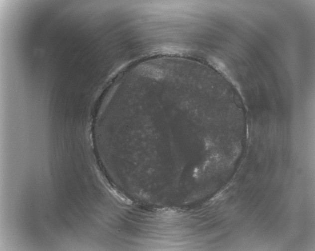 X0000070860249200606302053