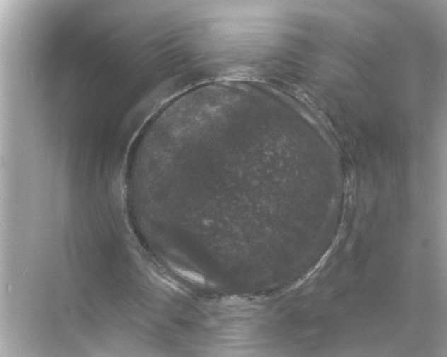 X0000070860290200606302053