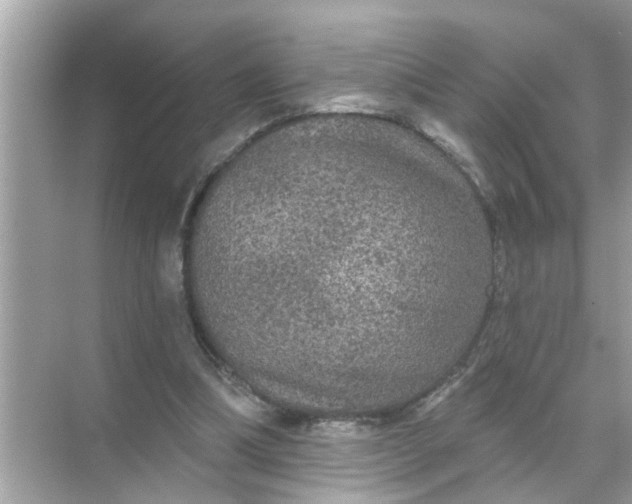 X0000070860298200606302053