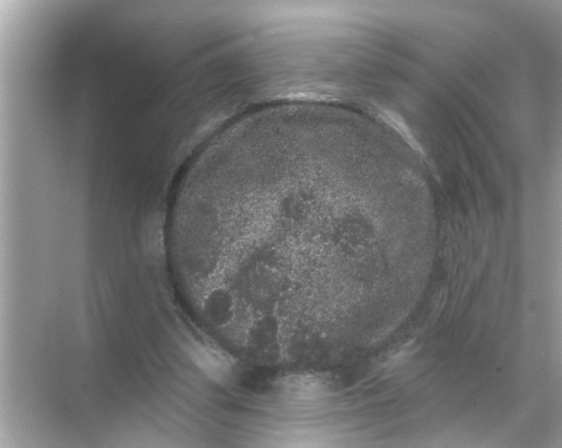 X0000070860299200606302053