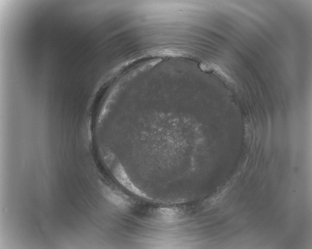 X0000070860302200606302053