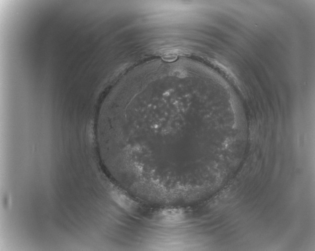 X0000070860353200606302052