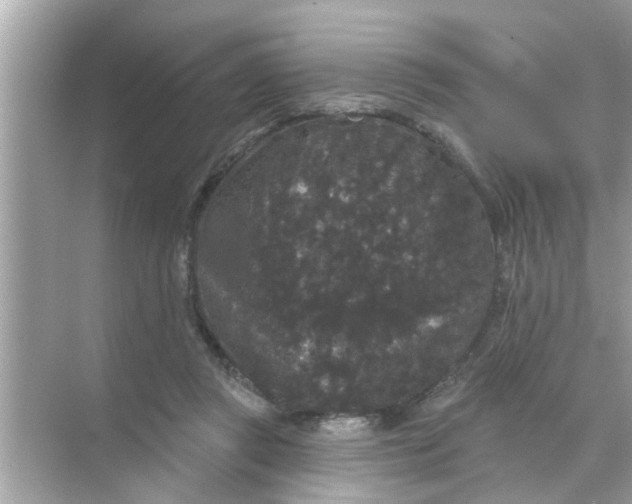 X0000070860357200606302052