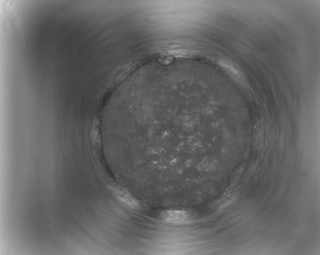 X0000070860361200606302052