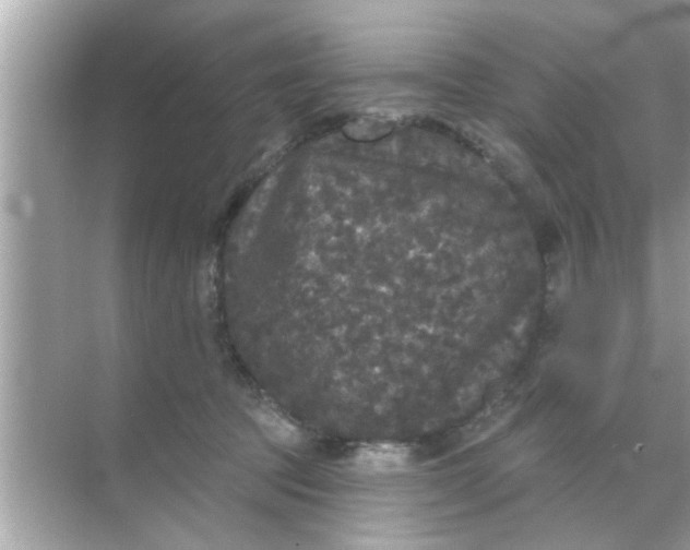 X0000070860369200606302052