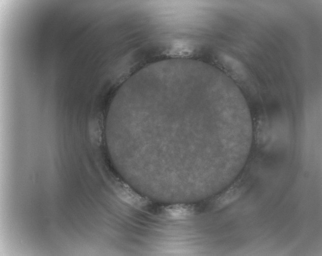 X0000070860370200606302052