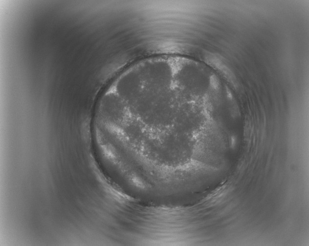 X0000070860394200606302051