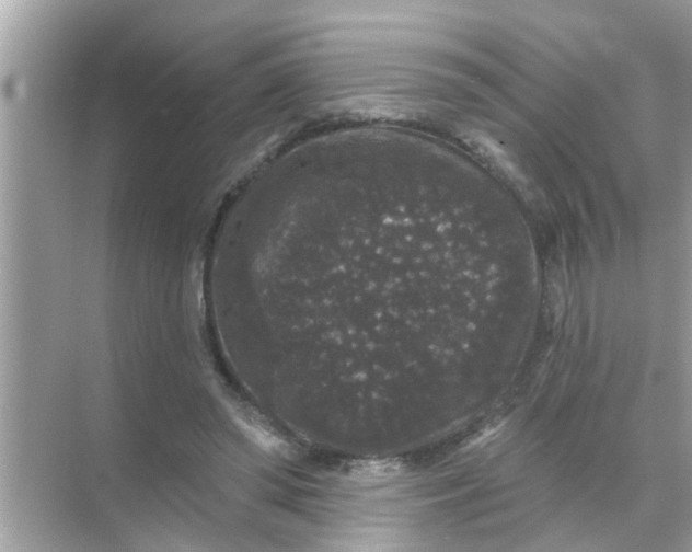 X0000070860398200606302051