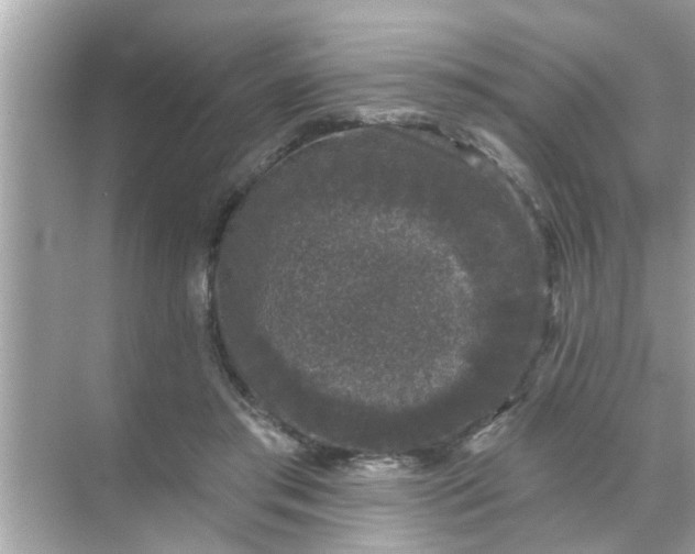 X0000070860405200606302051