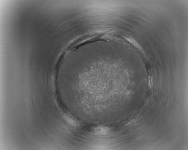 X0000070860444200606302050