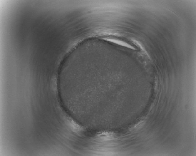 X0000070860447200606302050