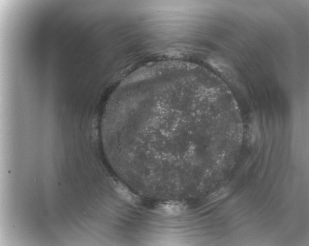 X0000070860466200606302050