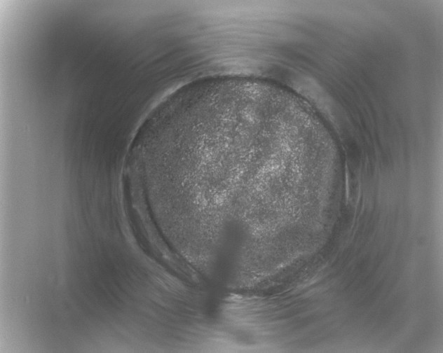 X0000070860483200606302050