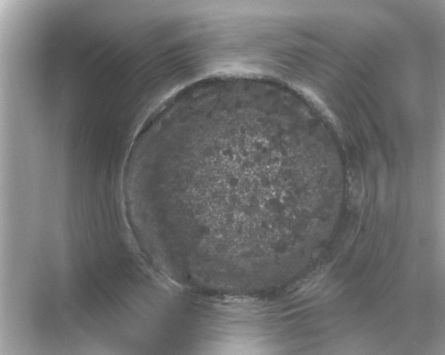 X0000070860487200606302050