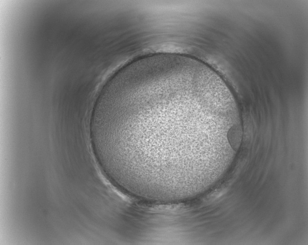 X0000070860625200606302046