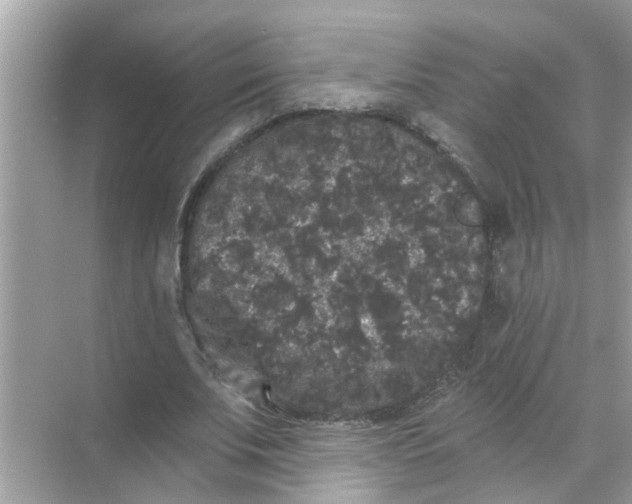 X0000070860679200606302046