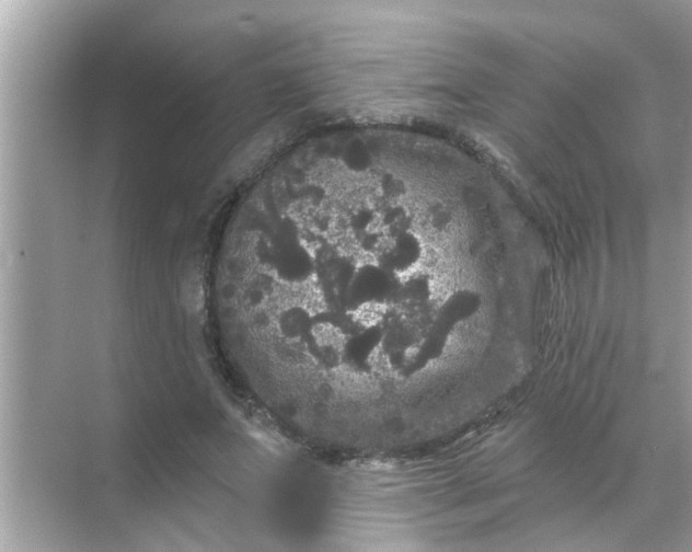 X0000070860687200606302046